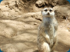Meerkat watching - Road Trip 2012 - SAM