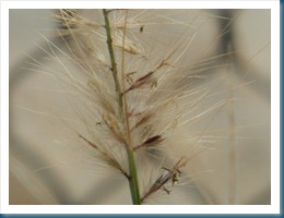 a random weed in focus - Road Trip 2012 - SAM