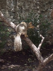 squirrel at the alamo