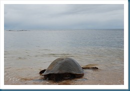 turtle going back to the water